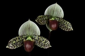 Paphiopedilum Vogue Wonder ?????? HCC/AOS 78 pts.